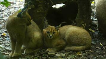 Video von Karakal im Zoo