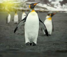 A penguin colony in Antarctica, portrait of a king penguin in the antarctic photo