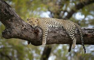 A cheetah in the branches of a tree, Cheetah in the tree in Serengeti, Tanzania photo