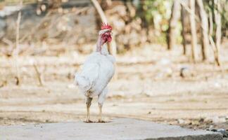 Beautiful breed rooster in the yard, a farm rooster in the yard, close up of a breed rooster in a yard photo