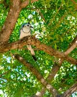 White-throated Magpie on a tree branch. Portrait of a white-throated magpie posing on a branch of a tree. Beautiful white-faced magpie. Nicaragua photo