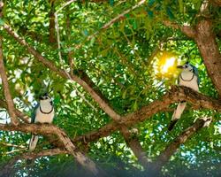 Two white-throated magpie Calocitta formosa on a tree branch. View of two white-throated magpies posing on the branches of a tree. Nicaragua photo