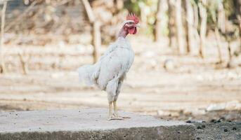 A farm rooster in the yard, close up of a breed rooster in a yard, Beautiful breed rooster in the yard photo