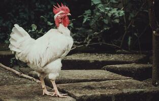 Farm rooster in the yard, close up of a breed rooster in a yard, Beautiful white breed rooster in the yard photo