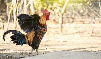 Beautiful purebred rooster spreading its wings, a farm rooster in the yard spreading its wings, a purebred rooster with spread wings photo