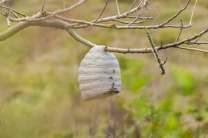 Close up of a bee honeycomb on branches, bees surrounding their honeycomb, colony of bees on a branch photo