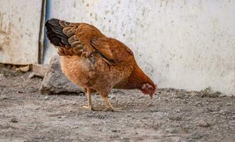 Portrait of a domestic hen, domestic hen in the yard, farm hen eating in a yard photo