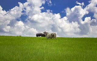 Cows in the field eating grass, photo of several cows in a green field with blue sky and copy space, A green field with cows eating grass and beautiful blue sky