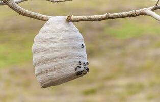 Close up of a bee honeycomb on branches, bees surrounding their honeycomb, colony of bees on a branch photo