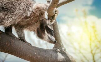 Close up of a raccoon in a tree, Portrait of a cute raccoon in its habitat, A young wild Procyon in its habitat photo