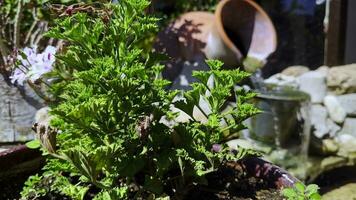 Waterfall flowing from Pot to Bucket video