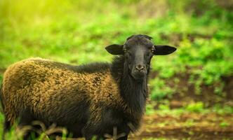 foto de un oveja comiendo césped, retrato de un oveja en el campo, cerca arriba de un Pareja de oveja en el campo