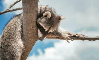 Close up of a raccoon in a tree, Portrait of a cute raccoon in its habitat, A young wild Procyon in its habitat photo