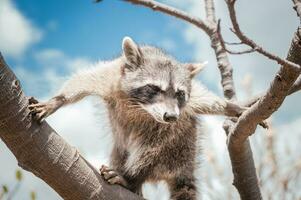 cerca arriba de un mapache en un árbol, retrato de un linda mapache en sus hábitat, un joven salvaje procyon en sus habitat foto