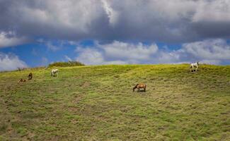 Horses grazing on a hill with blue sky in the background, Horses eating grass on a hill with blue sky in the background photo