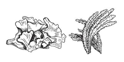 vector mar planta tinta mano dibujado ilustración aislado en blanco antecedentes. laminaria, espirulina, ulva, mar ensalada, algas marinas negro blanco línea. diseño elemento para paquete, etiqueta, envase, comercio.