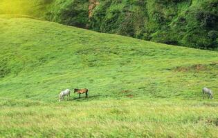 Two horses eating grass together in the field, hill with two horses eating grass, two horses in a meadow photo