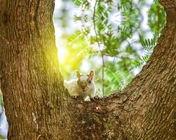 A squirrel in a tree staring, cute squirrel in a tree at sunset, gray squirrel in a tree staring at the camera photo