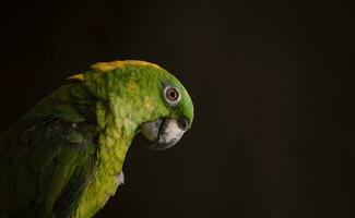 cerca arriba de un verde plumado loro, cerca arriba de verde loro ojo con Copiar espacio foto