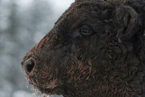 imagen de primer plano del gran toro negro en el entrenamiento de nieve para luchar en la arena. el concepto de la tauromaquia. enfoque selectivo foto