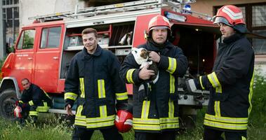 bomberos grupo en un protector traje y rojo casco sostiene salvado gato en su brazos. bombero en fuego luchando operación. foto