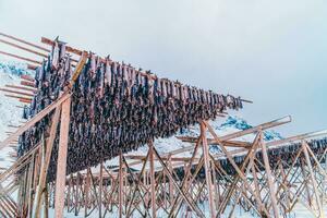 Air drying of salmon on a wooden structure in the Scandinavian winter. Traditional way of preparing and drying fish in Scandinavian countries photo