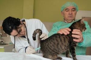 Veterinarian measuring the temperature of little kitten photo