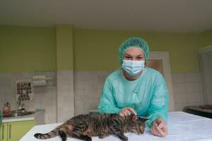 A female doctor at the animal hospital in the surgery room cute sick cat ready for veterinary examination and treatment photo