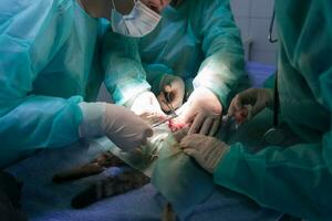 cirugía abdominal real en un gato en un hospital foto