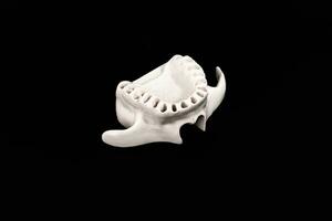 Upper human jaw without teeth model medical implant isolated on black background. Healthy teeth, dental care and orthodontic concept. photo