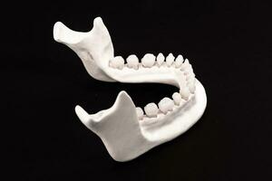 inferior humano mandíbula con dientes anatomía modelo aislado en negro antecedentes. sano dientes, dental cuidado y ortodoncia médico cuidado de la salud concepto. foto