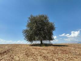 granja campos antecedentes textura 4 4 k aéreo ver 4k Turquía antalya foto