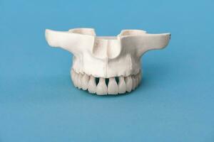 Upper human jaw with teeth anatomy model isolated on blue background. Healthy teeth, dental care and orthodontic medical concept. photo