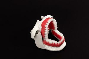 humano mandíbula con dientes y cena anatomía modelo aislado en negro antecedentes. abrió mandíbula posición. sano dientes, dental cuidado, y ortodoncia médico cuidado de la salud concepto. foto