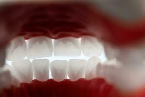 Human jaw with teeth and gums anatomy model isolated on blue background. View from inside. Healthy teeth, dental care and orthodontic medical healthcare concept. photo