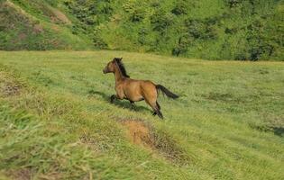 un caballos comiendo césped en colina, un pequeño caballo comiendo césped en el verde campo, concepto caballo comiendo césped foto