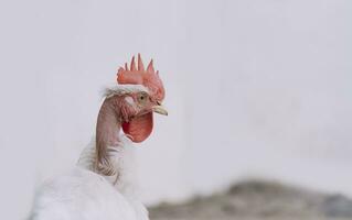 Crest of a pyroco rooster, close up of an Indian rooster, portrait of a pyroco rooster with a crest, concept of domestic animals. photo