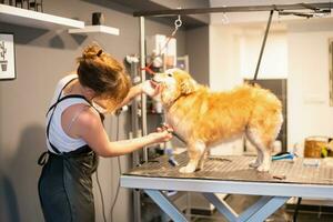 peluquera de mascotas mujer cortando la piel de un lindo perro amarillo foto