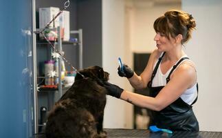 pet hairdresser woman cutting fur of cute black dog photo