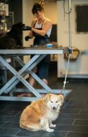 pet hairdresser woman cutting fur of cute black dog photo