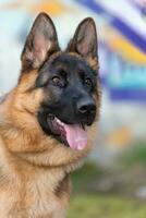 military working dog in action on the battlefield. photo