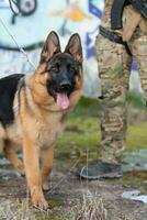 military working dog in action on the battlefield. photo