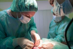 Real abdominal surgery on a cat in a hospital setting photo