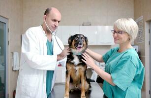 veterinario y asistente en una clínica de animales pequeños foto