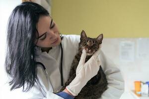 clínica veterinaria. retrato de una doctora en el hospital de animales sosteniendo un lindo gato enfermo foto