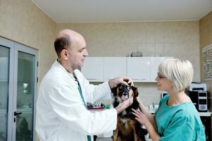 veterinario y asistente en una clínica de animales pequeños foto