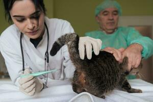 veterinario midiendo la temperatura del pequeño gatito foto