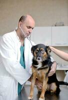 veterinarian and assistant in a small animal clinic photo