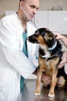 veterinario y asistente en una clínica de animales pequeños foto