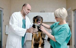 veterinario y asistente en una clínica de animales pequeños foto